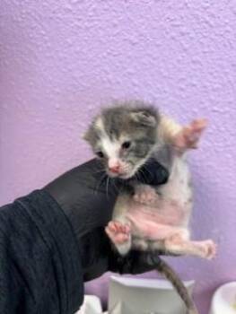61303385 -  Domestic Medium Hair Cat for Adoption in El Paso, Texas - 61303385 | PetCurious