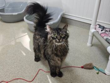 Hawk (and Bella) -  Domestic Long Hair Cat Available for Adoption in Westbrook, Connecticut - Hawk (and Bella) | PetCurious