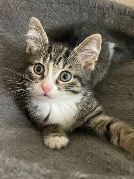 Pedro -  Domestic Short Hair Cat for Adoption in Sterling Heights, Michigan - Pedro | PetCurious
