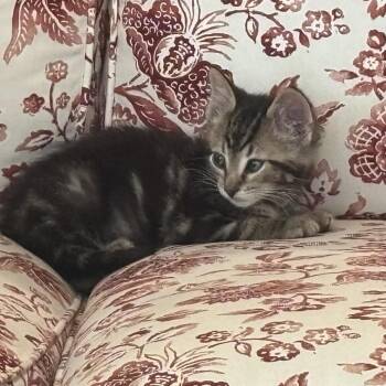 Beetle 2265 -  Domestic Short Hair Cat Available for Adoption in Kansas City, Missouri - Beetle 2265 | PetCurious