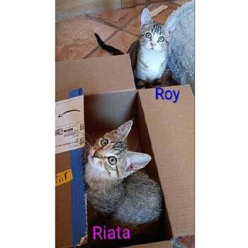 Riata and Roy -  Tabby Cat for Adoption in Millcreek, Utah - Riata And Roy | PetCurious