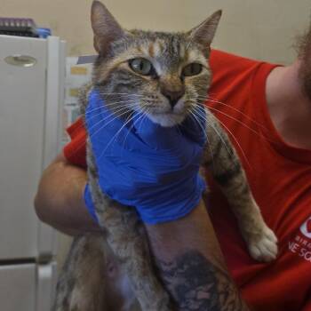 Lavender -  Domestic Short Hair Cat for Adoption in Birmingham, Alabama - Lavender | PetCurious