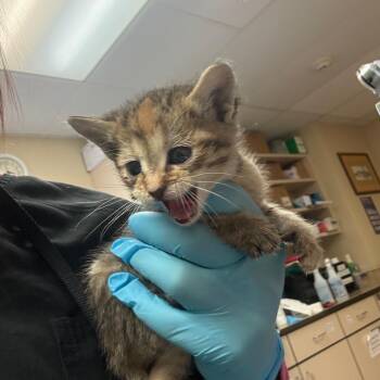 Hollywood - In Foster! -  Domestic Short Hair Cat for Adoption in Flagstaff, Arizona - Hollywood - In Foster! | PetCurious
