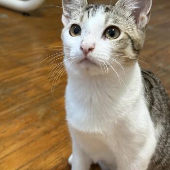 Joy -  Tabby Cat for Adoption in Burnaby, British Columbia - Joy | PetCurious