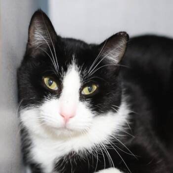 Domestic Short Hair Cats Available for Adoption - FANTASTIC | PetCurious
