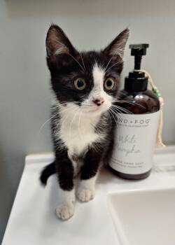 Marvin -  Domestic Short Hair Cat for Adoption in Washington Township, New Jersey - Marvin | PetCurious