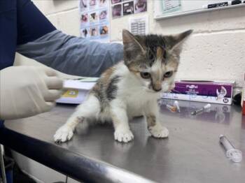 Domestic Short Hair Cats Available for Adoption in Santa Fe, New Mexico - SAHARA | PetCurious