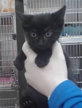 NETERO -  Domestic Short Hair Cat for Adoption in Salinas, California - NETERO | PetCurious