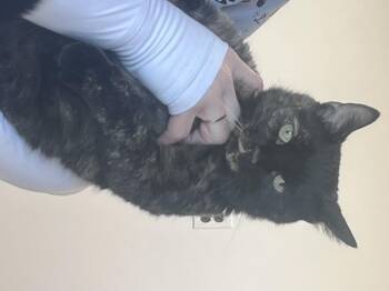 Caramel -  Tortoiseshell Cat for Adoption in Essex, Maryland - Caramel | PetCurious