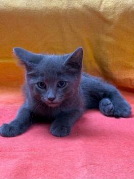 Mason -  Domestic Medium Hair Cat for Adoption in Vacaville, California - Mason | PetCurious