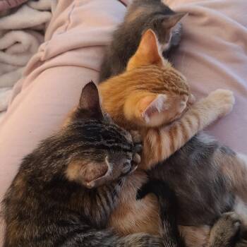 Kermit -  Domestic Short Hair Cat for Adoption in Costa Mesa, California - Kermit | PetCurious