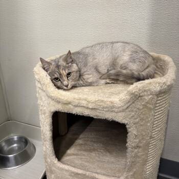 Dilute Tortoiseshell Cats Available for Adoption in Vails Gate, New York - Hannah  | PetCurious