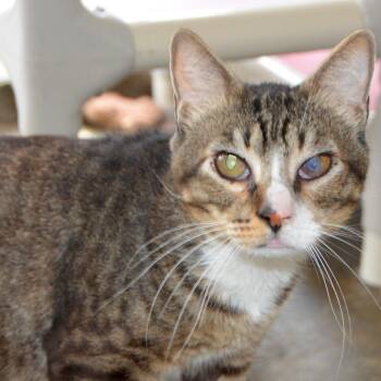 Virolo -  Domestic Short Hair Cat for Adoption in Los Angeles, California - Virolo | PetCurious