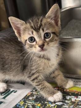 Tabby and Domestic Short Hair Cats Available for Adoption in Brookhaven, Mississippi - Fujita 26 | PetCurious