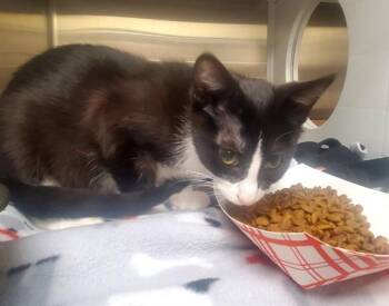 STAN -  Domestic Short Hair Cat for Adoption in St. Louis, Missouri - STAN | PetCurious