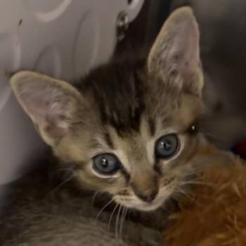 Lizzy -  Domestic Short Hair Cat for Adoption in Cumming, Georgia - Lizzy | PetCurious