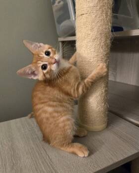 Idalia -  Domestic Short Hair Cat for Adoption in Walled Lake, Michigan - Idalia | PetCurious