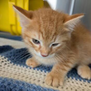 Courage -  Domestic Short Hair Cat Available for Adoption in Manhattan, Kansas - Courage | PetCurious