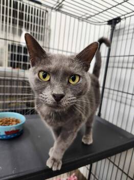 Ophelia -  Domestic Short Hair Cat for Adoption in Winthrop, Maine - Ophelia | PetCurious