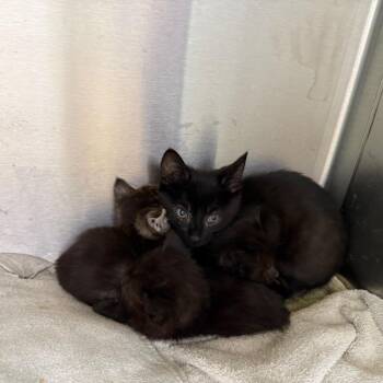 Nix -  Domestic Short Hair Cat for Adoption in Madisonville, Tennessee - Nix | PetCurious