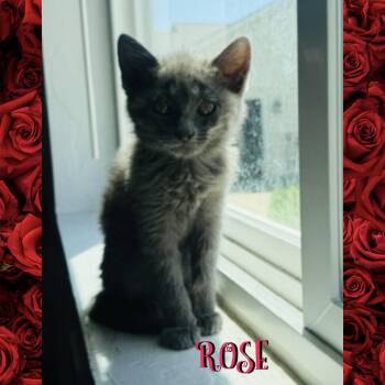 Rose -  Domestic Short Hair Cat for Adoption in Red Lodge, Montana - Rose | PetCurious