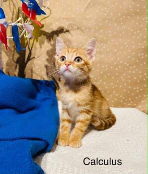 Calculus -  Domestic Short Hair Cat for Adoption in Groveland, Massachusetts - Calculus | PetCurious