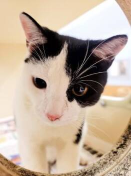 Fillipe [FIV+] -  Domestic Short Hair Cat for Adoption in Chamblee, Georgia - Fillipe [FIV+] | PetCurious