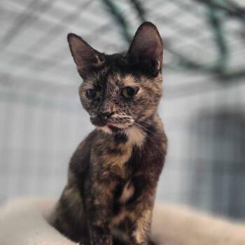 Minette -  Domestic Short Hair Cat for Adoption in Huntsville, Alabama - Minette | PetCurious
