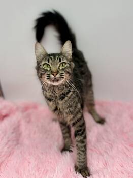 Flicker -  Domestic Long Hair Cat for Adoption in Covington, Louisiana - Flicker | PetCurious