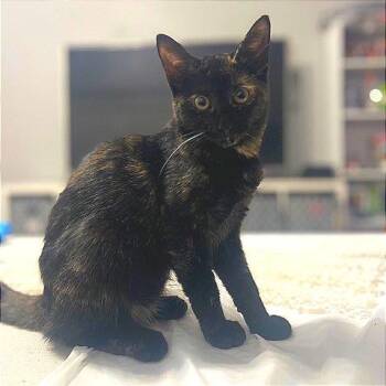 Domestic Short Hair Cats Available for Adoption - Lasagna | PetCurious