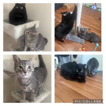 Rescue Domestic Short Hair Cats for Adoption in Burnaby, British Columbia - Hades | PetCurious
