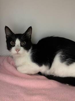 Molly -  Domestic Short Hair Cat for Adoption in Salt Lake City, Utah - Molly | PetCurious