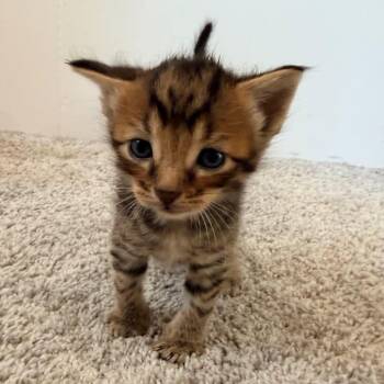 Mufasa -  Domestic Short Hair Cat for Adoption in North Canton, Ohio - Mufasa | PetCurious