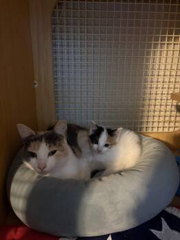 Princess    (th) -  Calico Cat for Adoption in White Bluff, Tennessee - Princess    (th) | PetCurious