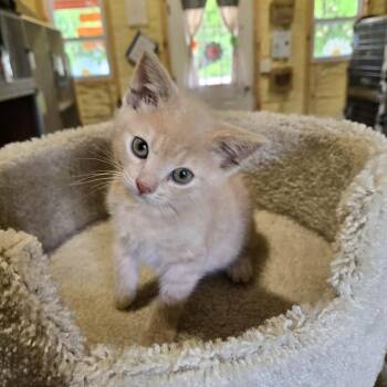 Biscuit -  Domestic Short Hair Cat for Adoption in Park Falls, Wisconsin - Biscuit | PetCurious