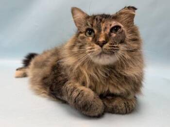 Luna -  Domestic Long Hair Cat for Adoption in Minneapolis, Minnesota - Luna | PetCurious