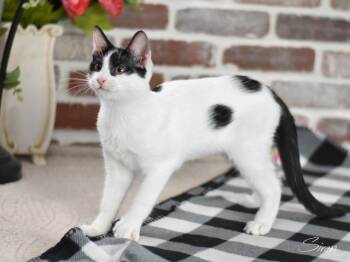 Rescue Domestic Short Hair Cats for Adoption in Conroe, Texas - Siren (Firehouse Litter) | PetCurious