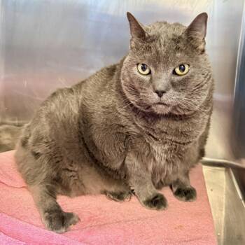 Domestic Short Hair Cats Available for Adoption - Athea | PetCurious