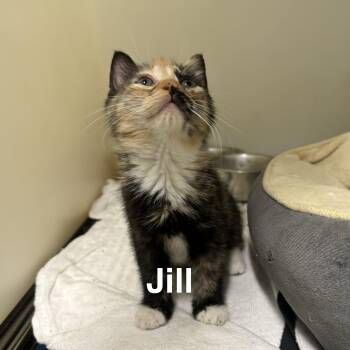 KITTENS: Sabrina, Kelly, Jill, Charlie ~~ VISIT US AT  VETERINAR -  Domestic Short Hair Cat Available for Adoption in Alpharetta, Georgia - KITTENS: Sabrina, Kelly, Jill, Charlie ~~ VISIT US AT  VETERINAR | PetCurious
