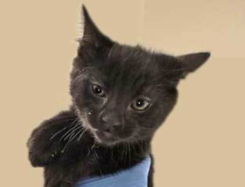 Rescue Domestic Medium Hair Cats for Adoption in Wildomar, California - Samuel* | PetCurious
