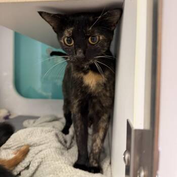 Perla -  Domestic Short Hair Cat for Adoption in Lake Jackson, Texas - Perla | PetCurious