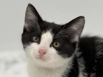 Papaya -  Domestic Short Hair Cat for Adoption in Portland, Oregon - Papaya | PetCurious