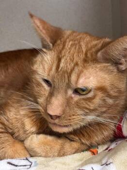 Tommy -  Domestic Short Hair Cat for Adoption in Pottsville, Pennsylvania - Tommy | PetCurious