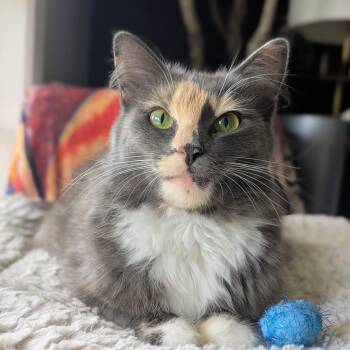 Seraphine (bonded with Sable) -  Domestic Long Hair Cat for Adoption in Tucker, Georgia - Seraphine (bonded With Sable) | PetCurious