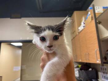 A612228 -  Domestic Long Hair Cat for Adoption in Modesto, California - A612228 | PetCurious