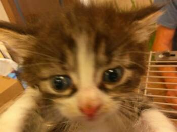 Domestic Short Hair Cats Available for Adoption in Ocala, Florida - LOREN | PetCurious