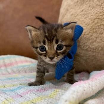 Tabby and Domestic Short Hair Cats Available for Adoption in Friendswood, Texas - Huggy McCuddleson | PetCurious