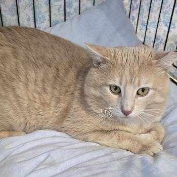 Domestic Short Hair Cats Available for Adoption in Mokena, Illinois - Pumple | PetCurious