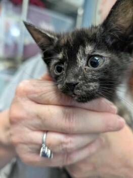 Rescue Domestic Short Hair Cats for Adoption in Rustburg, Virginia - Rapunzul - At Shelter | PetCurious