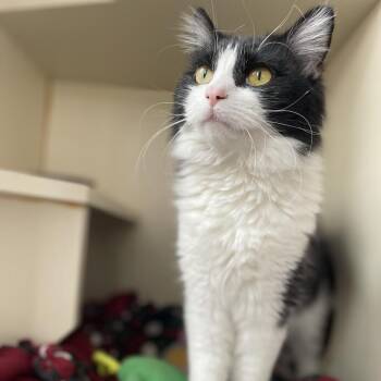 Cassoulet -  Domestic Medium Hair Cat Available for Adoption in St. Louis, Missouri - Cassoulet | PetCurious